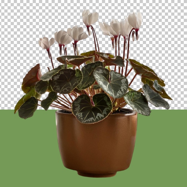 indoor plant png