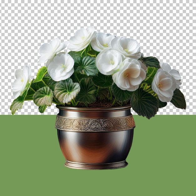 indoor plant png