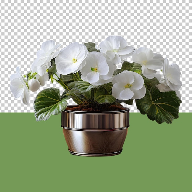 indoor plant png