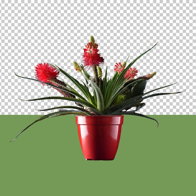 indoor plant png