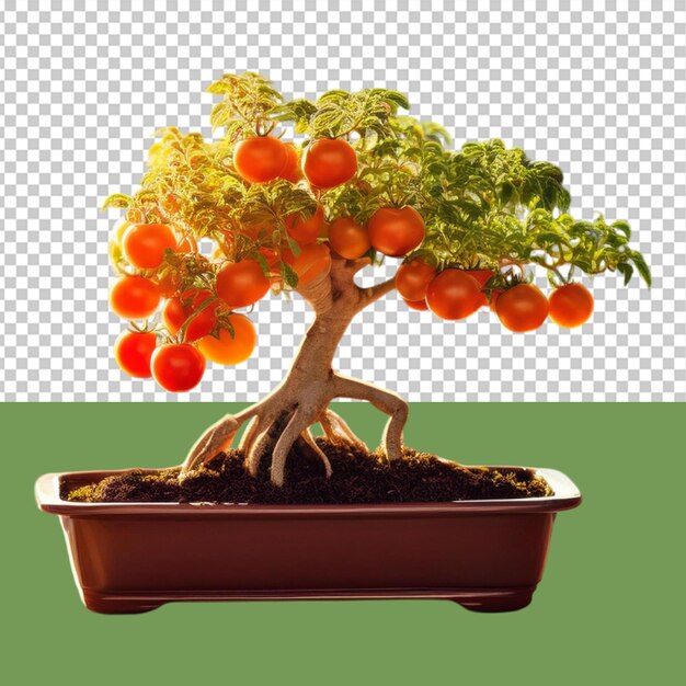 PSD indoor plant png