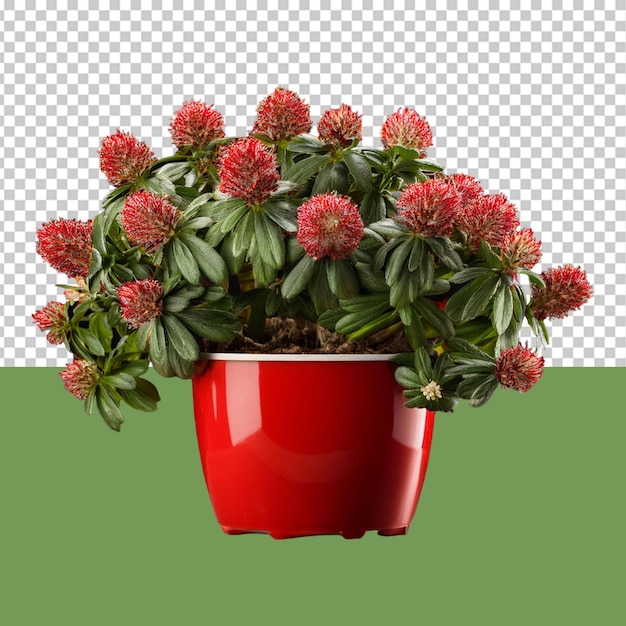 indoor plant png