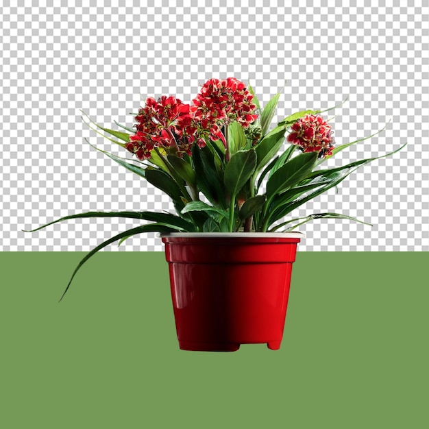 indoor plant png