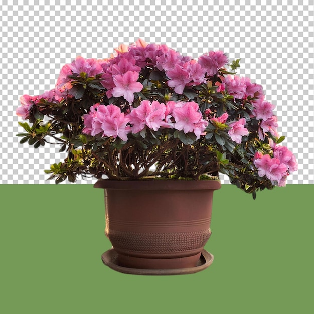 indoor plant png