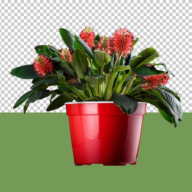 indoor plant png