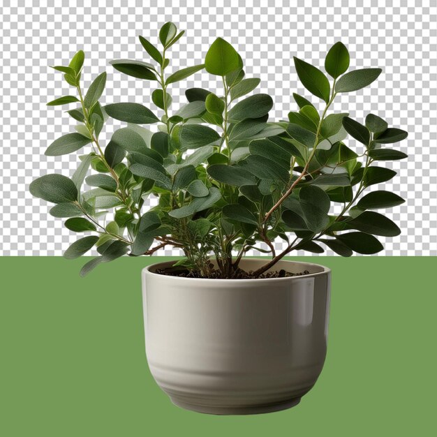 indoor plant png