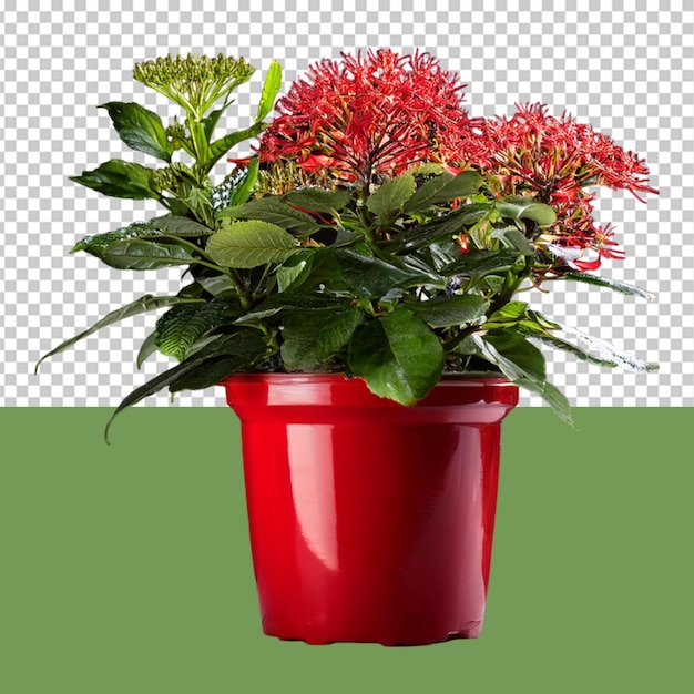 PSD indoor plant png