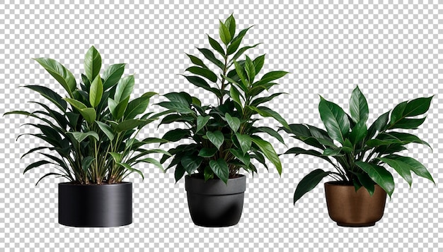 PSD indoor plants set in stylish round mud and marble pots png collection for product display