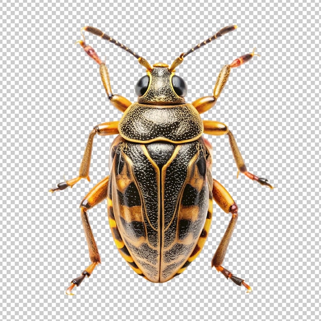 PSD insect isolated on transparent background