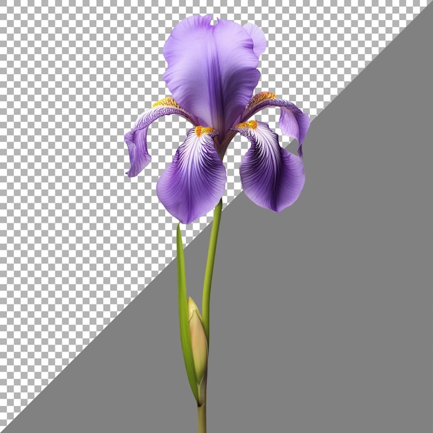 Iris flower on transparent background Ai generated