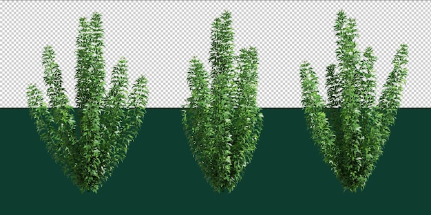 Isolated 3 plants for editor