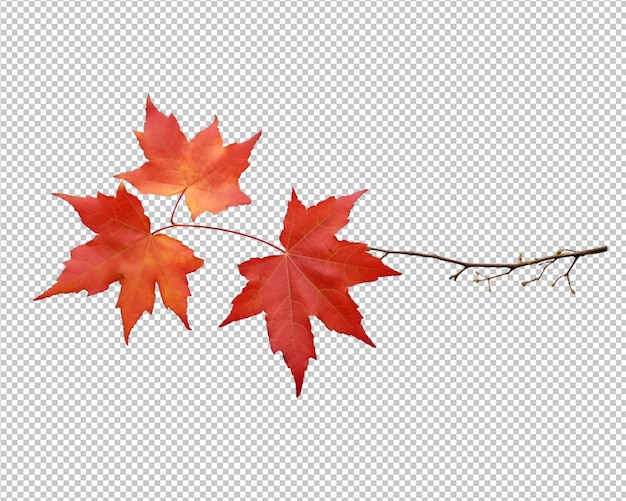 isolated Autumn leaves on transparent bakground