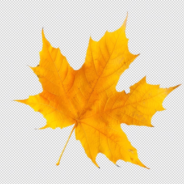 PSD isolated autumn maple leaf