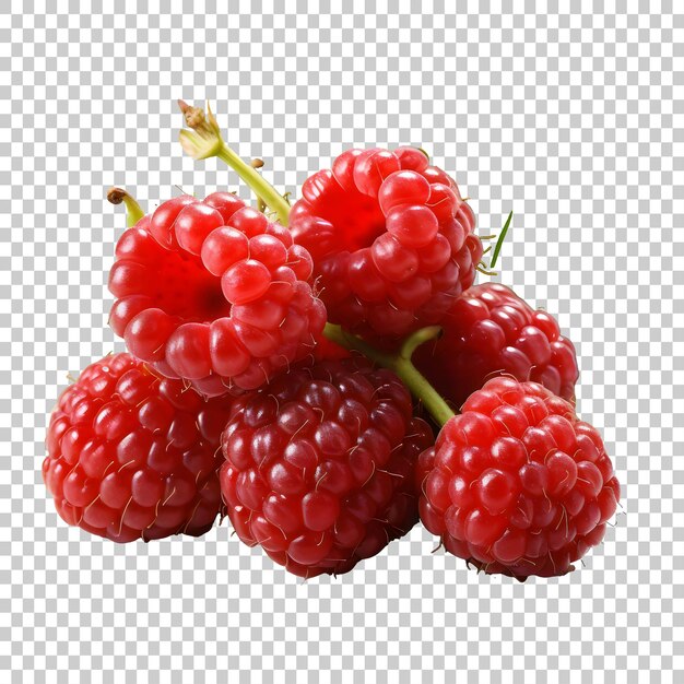 Isolated berry One fresh raspberry fruit isolated on a Transparent background