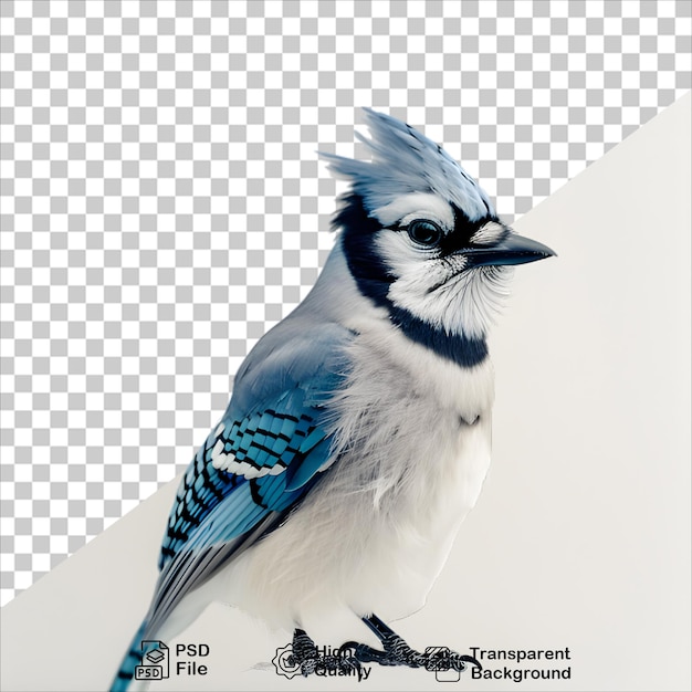 Isolated Blue Jay Image PNG with Transparent Background