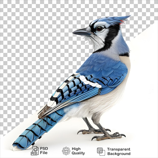 Isolated Blue Jay Image PNG with Transparent Background