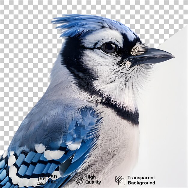 PSD isolated blue jay image png with transparent background