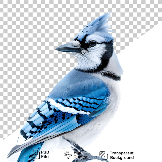 Isolated Blue Jay Image PNG with Transparent Background