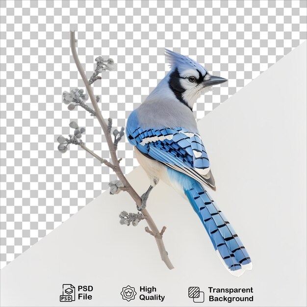 PSD isolated blue jay image png with transparent background