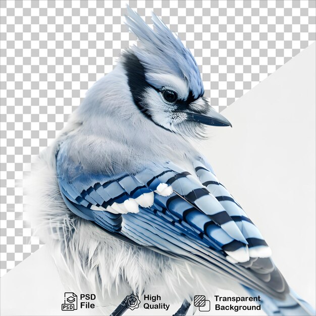 Isolated Blue Jay Image PNG with Transparent Background