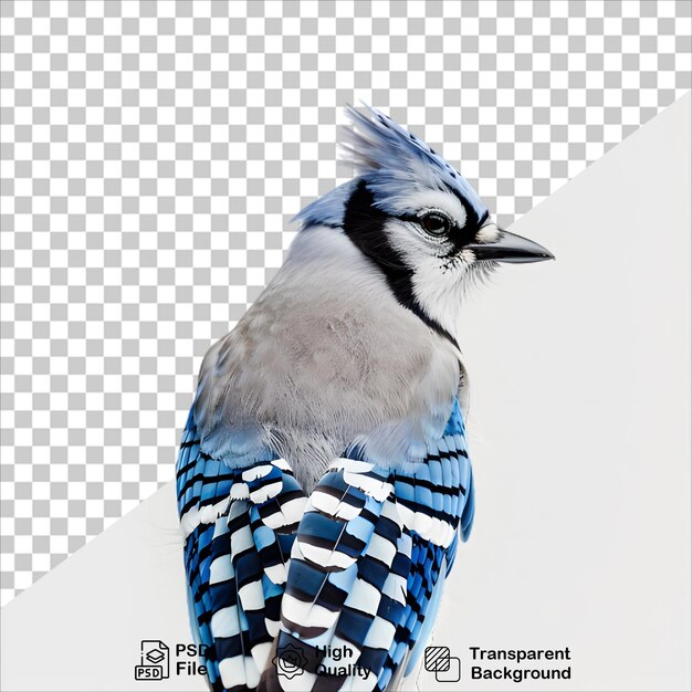 Isolated Blue Jay Image PNG with Transparent Background