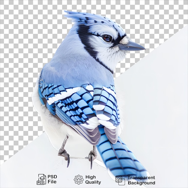 Isolated Blue Jay Image PNG with Transparent Background