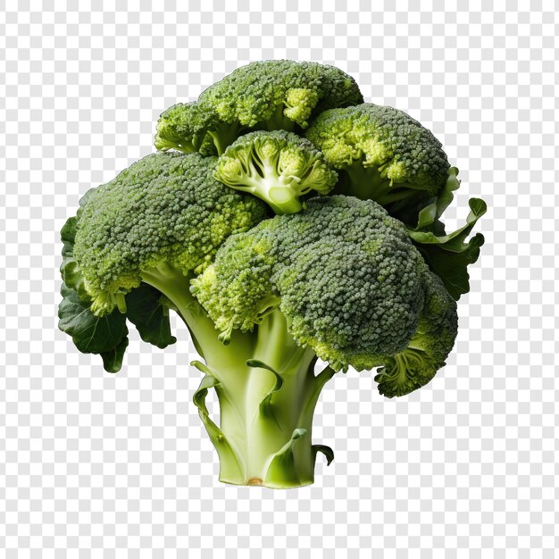 Isolated Broccoli Style PNG with White Background Minimalist generative IA