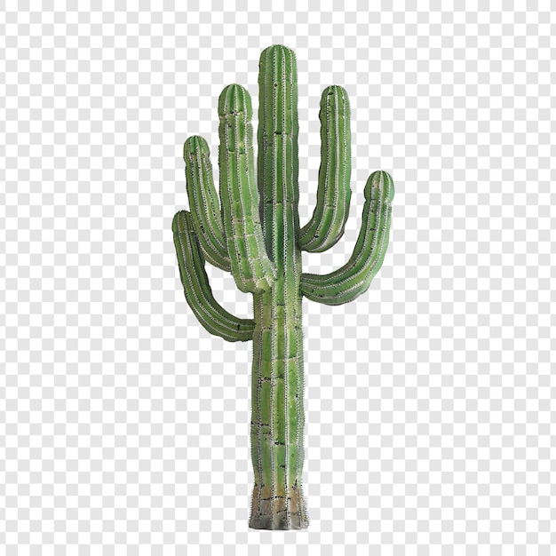 Isolated Cactus