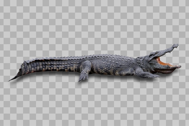 Isolated crocodile