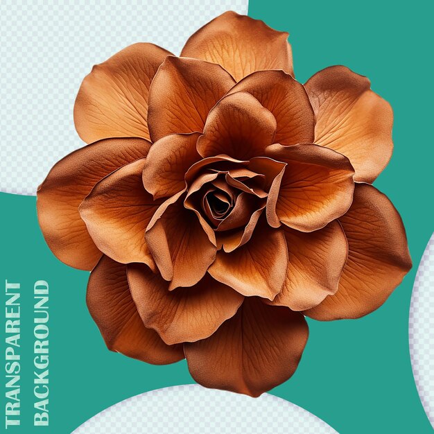 PSD isolated dry brown flower graphic png transparent background pds graphic resource files