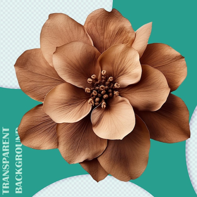 PSD isolated dry brown flower graphic png transparent background pds graphic resource files