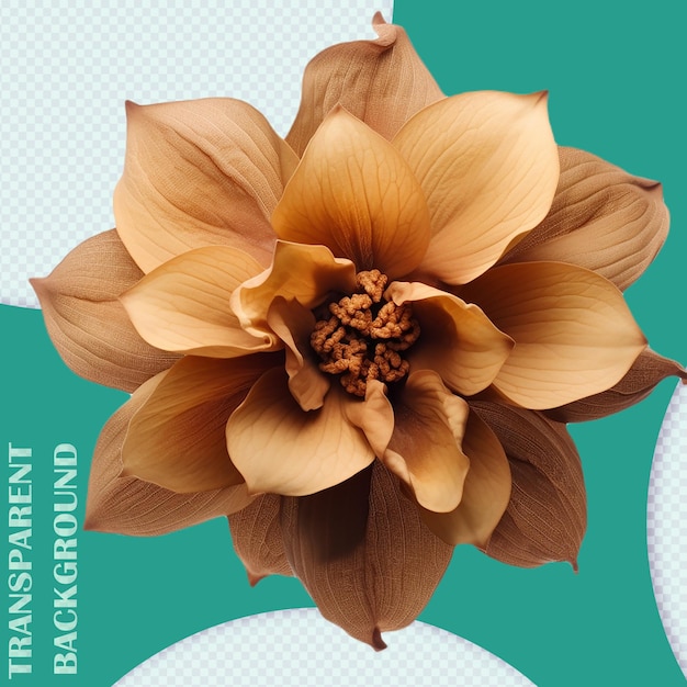 PSD isolated dry brown flower graphic png transparent background pds graphic resource files