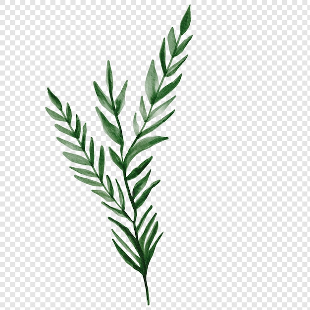 Isolated Evergreen Tree Leaves Sprig Twigs Pine Fir Tree