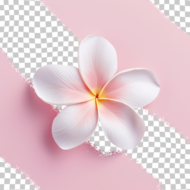 Isolated frangipani flower on transparent background