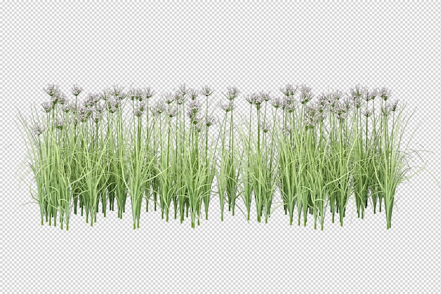 Isolated grass in 3d rendering