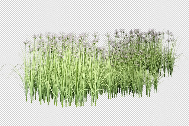 Isolated grass in 3d rendering