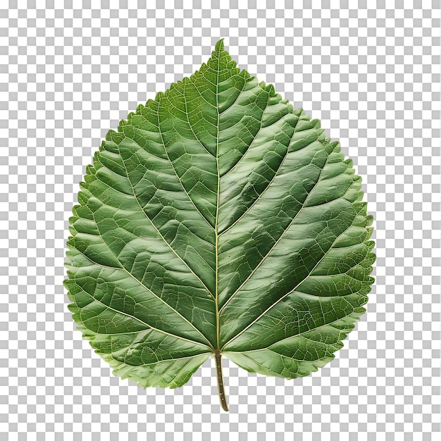 isolated Hibiscus liliaceous leaf over transparent background Ai generated