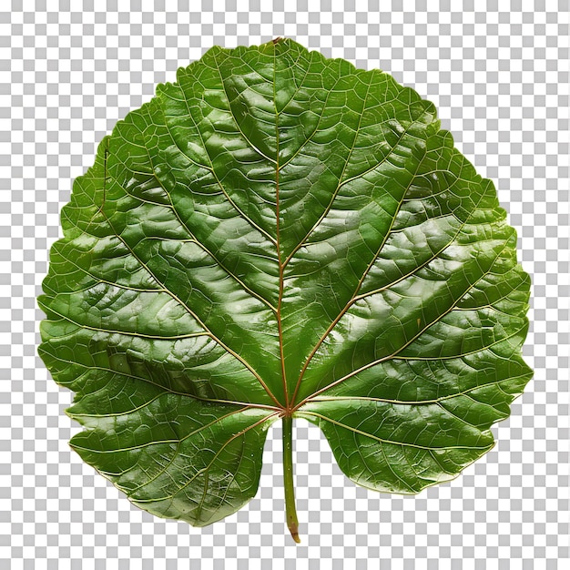 isolated Hibiscus liliaceous leaf over transparent background Ai generated