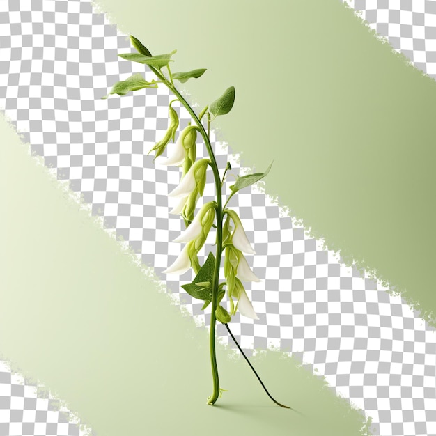 Isolated long bean flower on transparent background