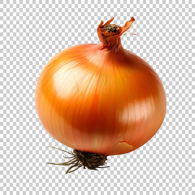 Isolated onion One fresh onion is isolated on a Transparent Background