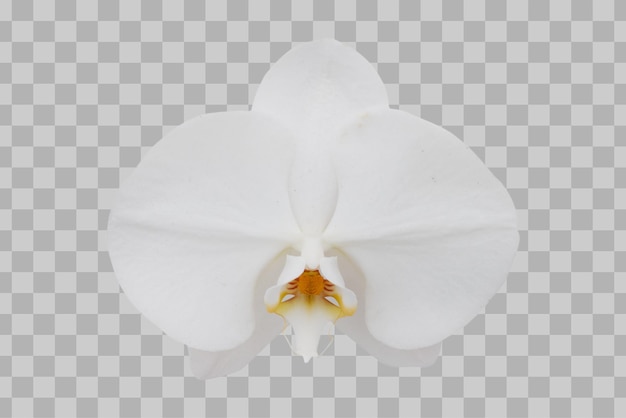 Isolated orchid flower