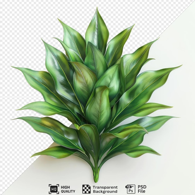 isolated pineapple leaf plant with green leaves on isolated background