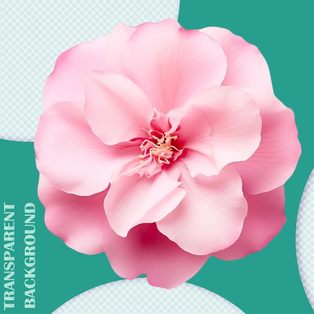 PSD isolated pink flower graphic png transparent background pds graphic resource files