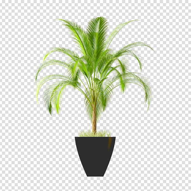 Isolated plant in 3d rendering