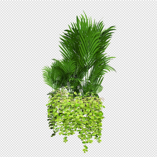 Isolated plant isometric front view transparent