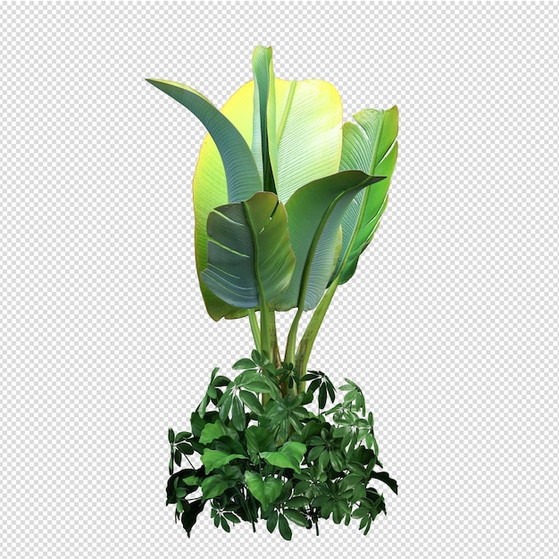 Isolated plant isometric front view transparent