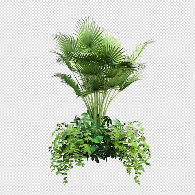 Isolated plant isometric front view transparent