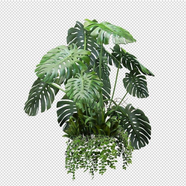 Isolated plant isometric front view transparent