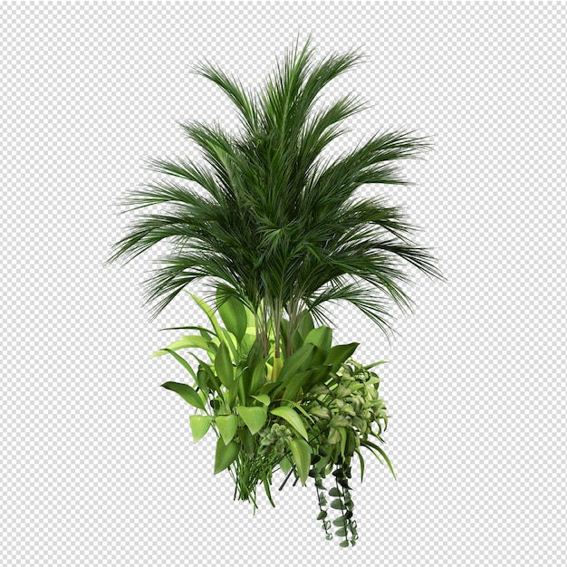 Isolated plant isometric front view transparent