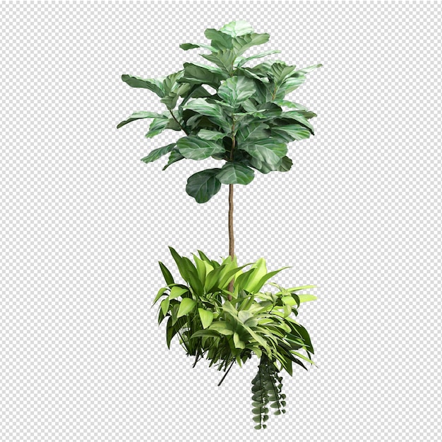 Isolated plant isometric front view transparent